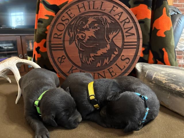 Rosehill Farm & Kennels - Labrador Puppies media 3