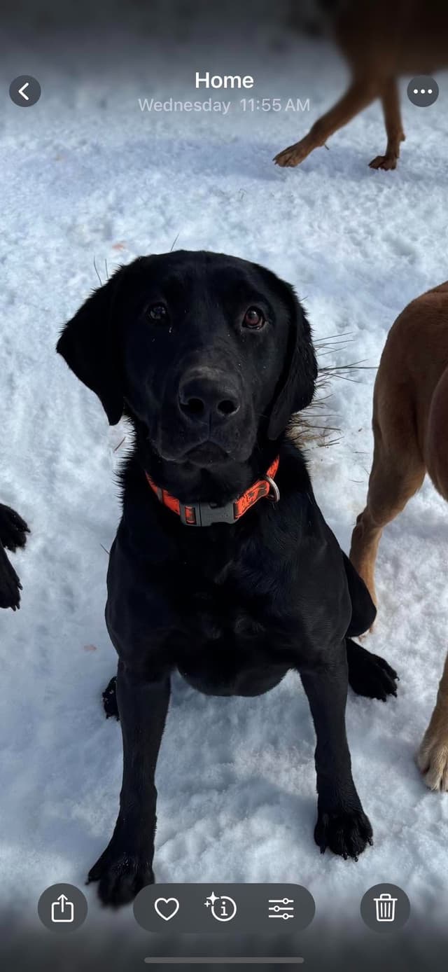 Rosehill Farm & Kennels - Labrador Puppies media 5
