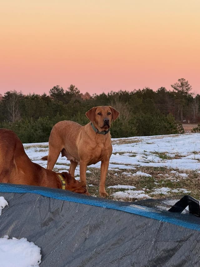 Rosehill Farm & Kennels - Labrador Puppies media 6