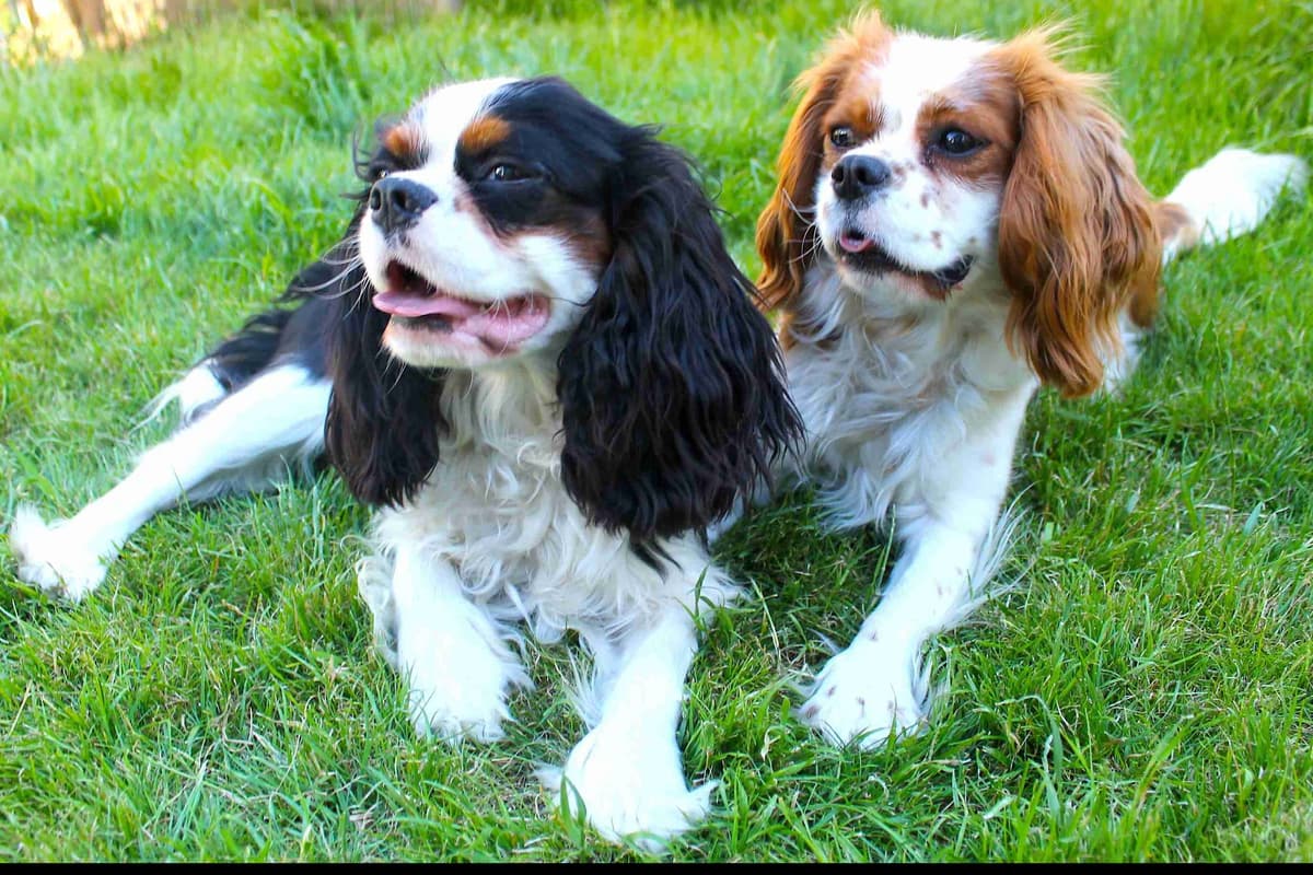 END OF SUMMER CAVALIERS breeder image 1
