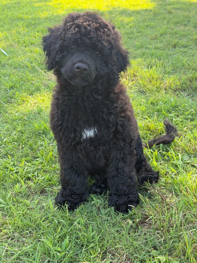 Portuguese Water Dog Puppies media 2