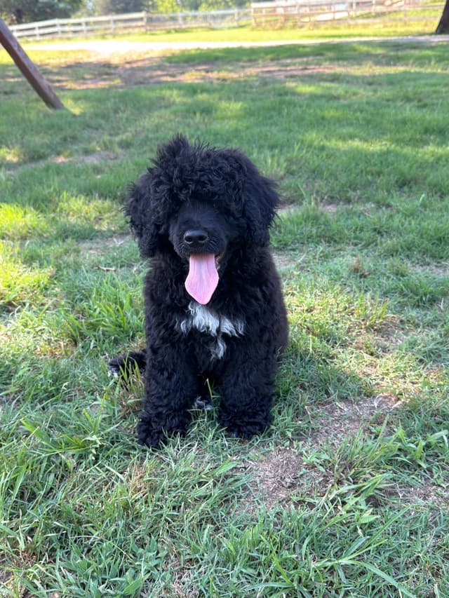 Portuguese Water Dog Puppies media 3