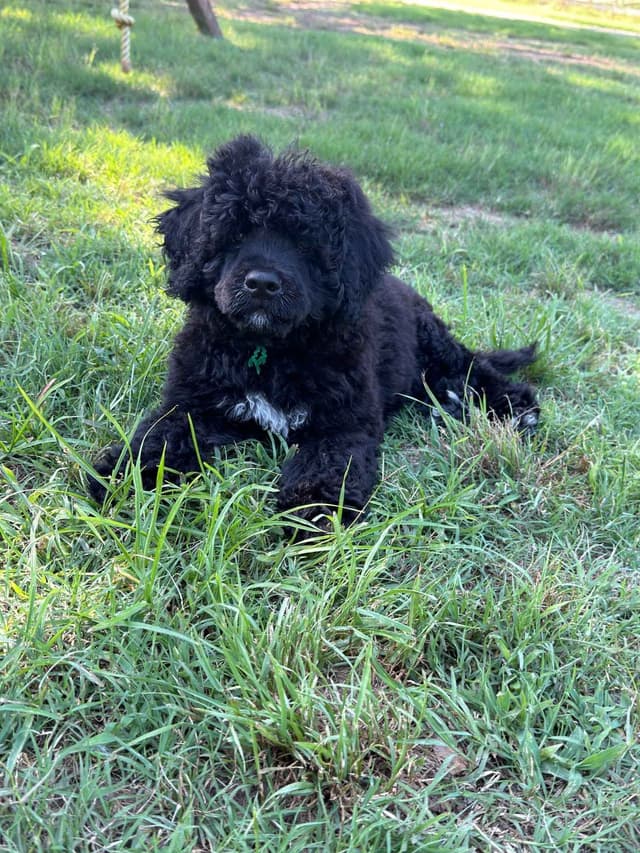 Portuguese Water Dog Puppies media 4