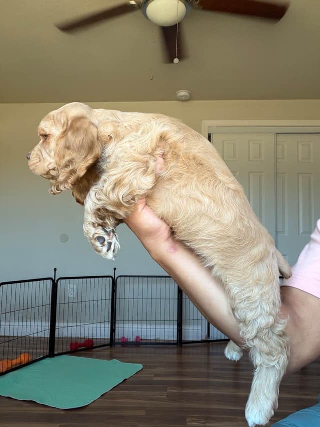 Cocker Spaniel Puppies media 2