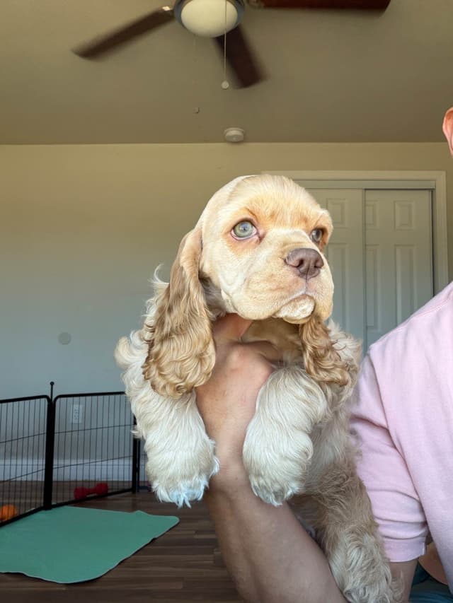 Cocker Spaniel Puppies media 3