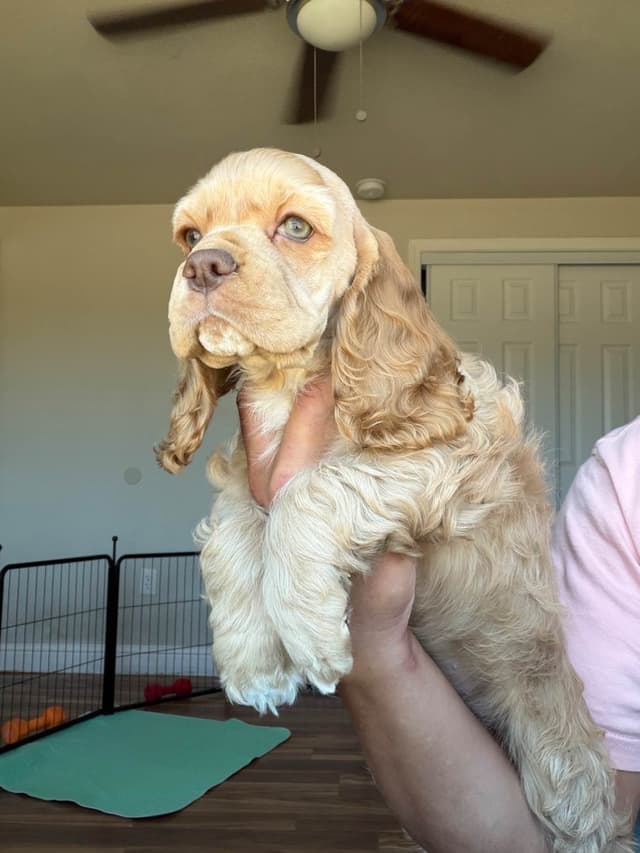 Cocker Spaniel Puppies media 4