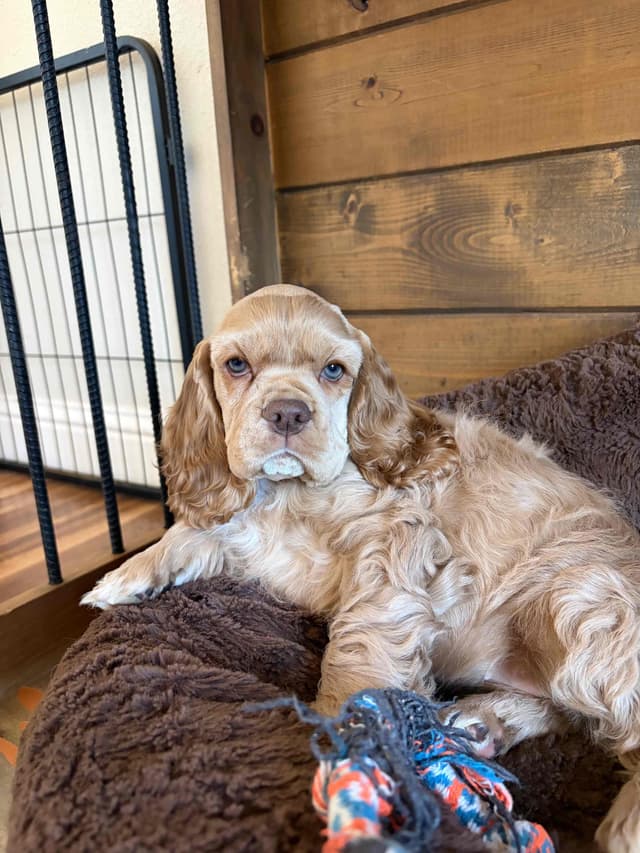 Cocker Spaniel Puppies media 6