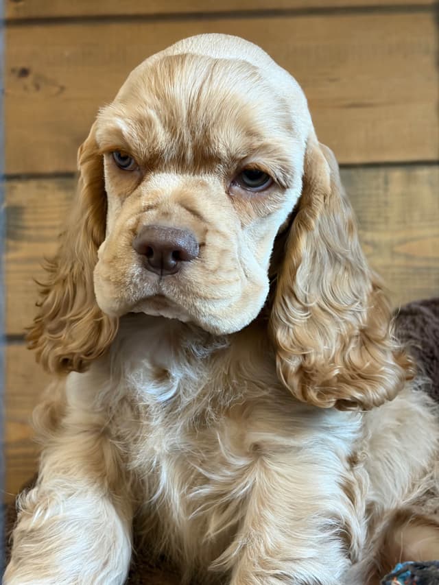 Cocker Spaniel Puppies media 7