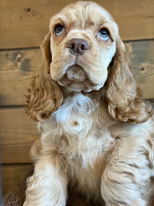 Cocker Spaniel Puppies media 8