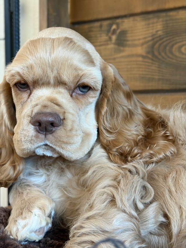 Cocker Spaniel Puppies media 10
