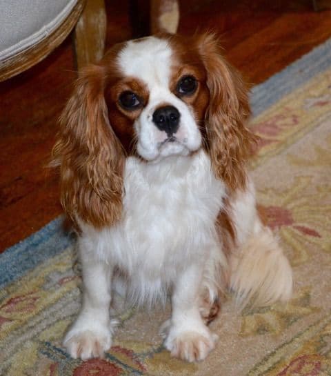 Cavalier King Charles Spaniel Puppies breeder image 1