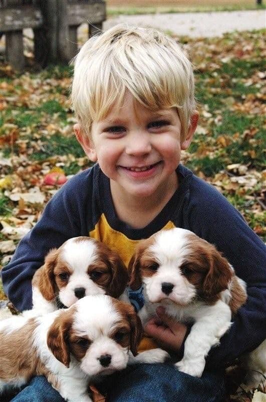 Cavalier King Charles Spaniel Puppies breeder image 2