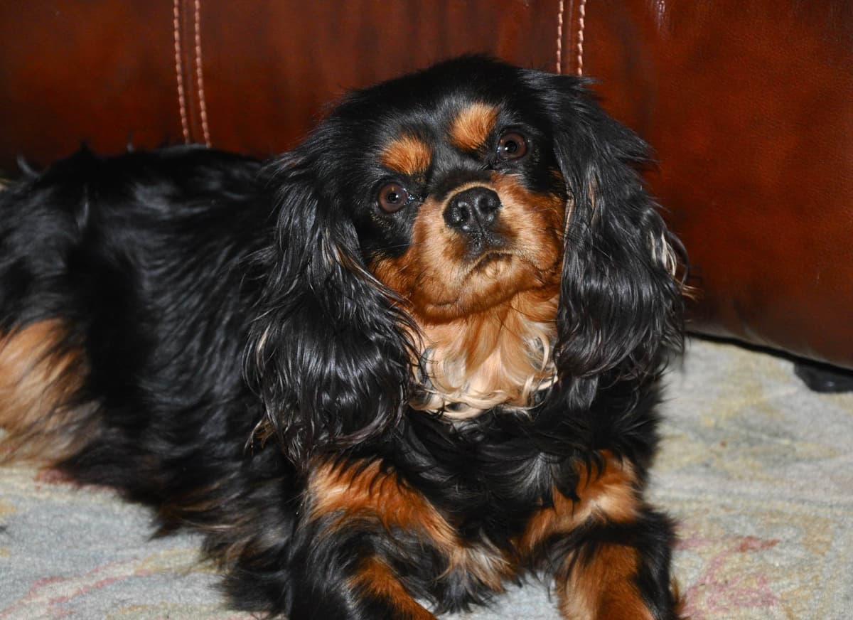 Cavalier King Charles Spaniel Puppies breeder image 4