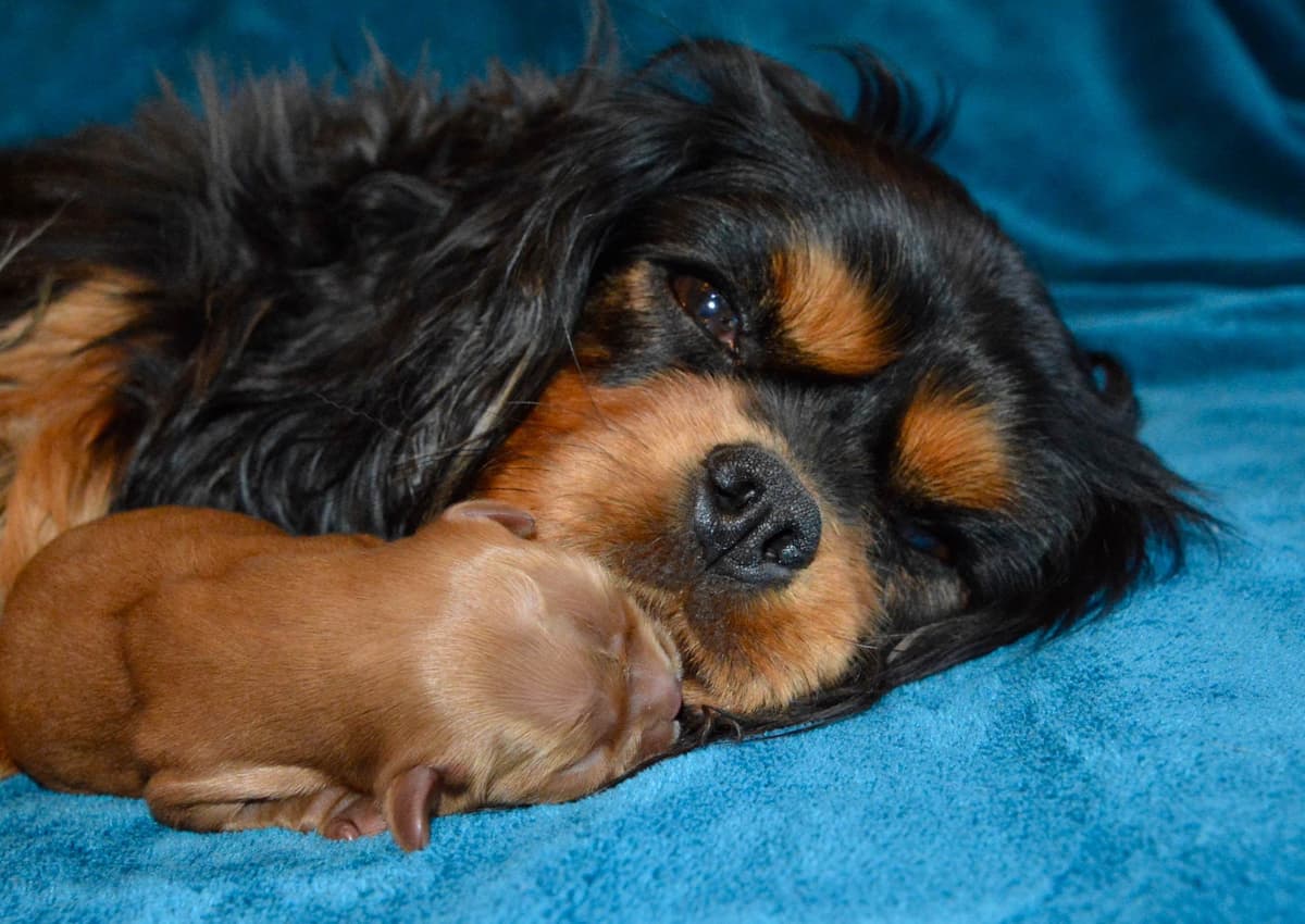 Cavalier King Charles Spaniel Puppies breeder image 5