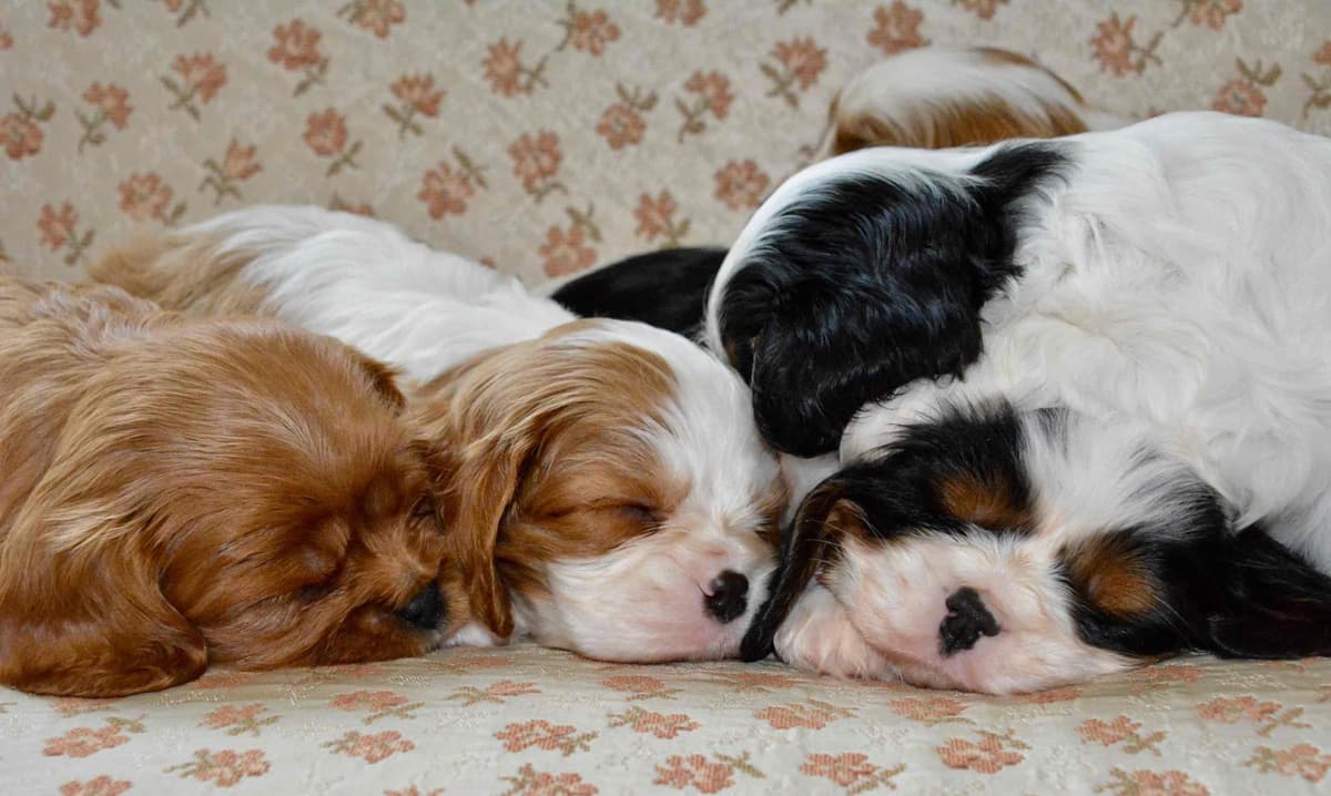 Cavalier King Charles Spaniel Puppies breeder image 7