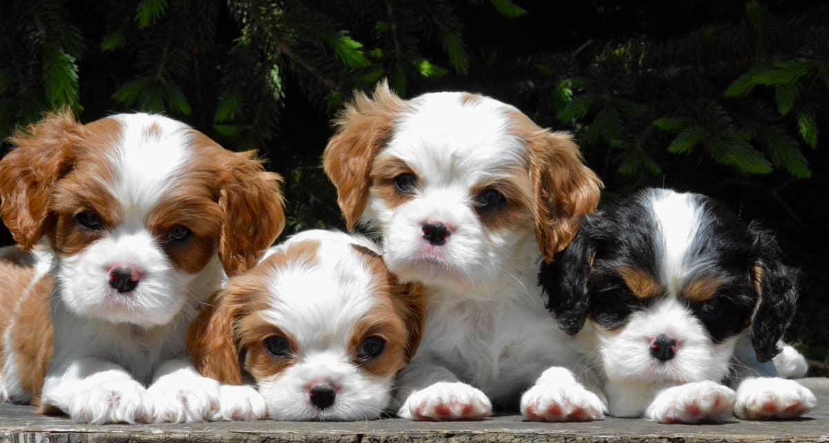 Cavalier King Charles Spaniel Puppies breeder image 8