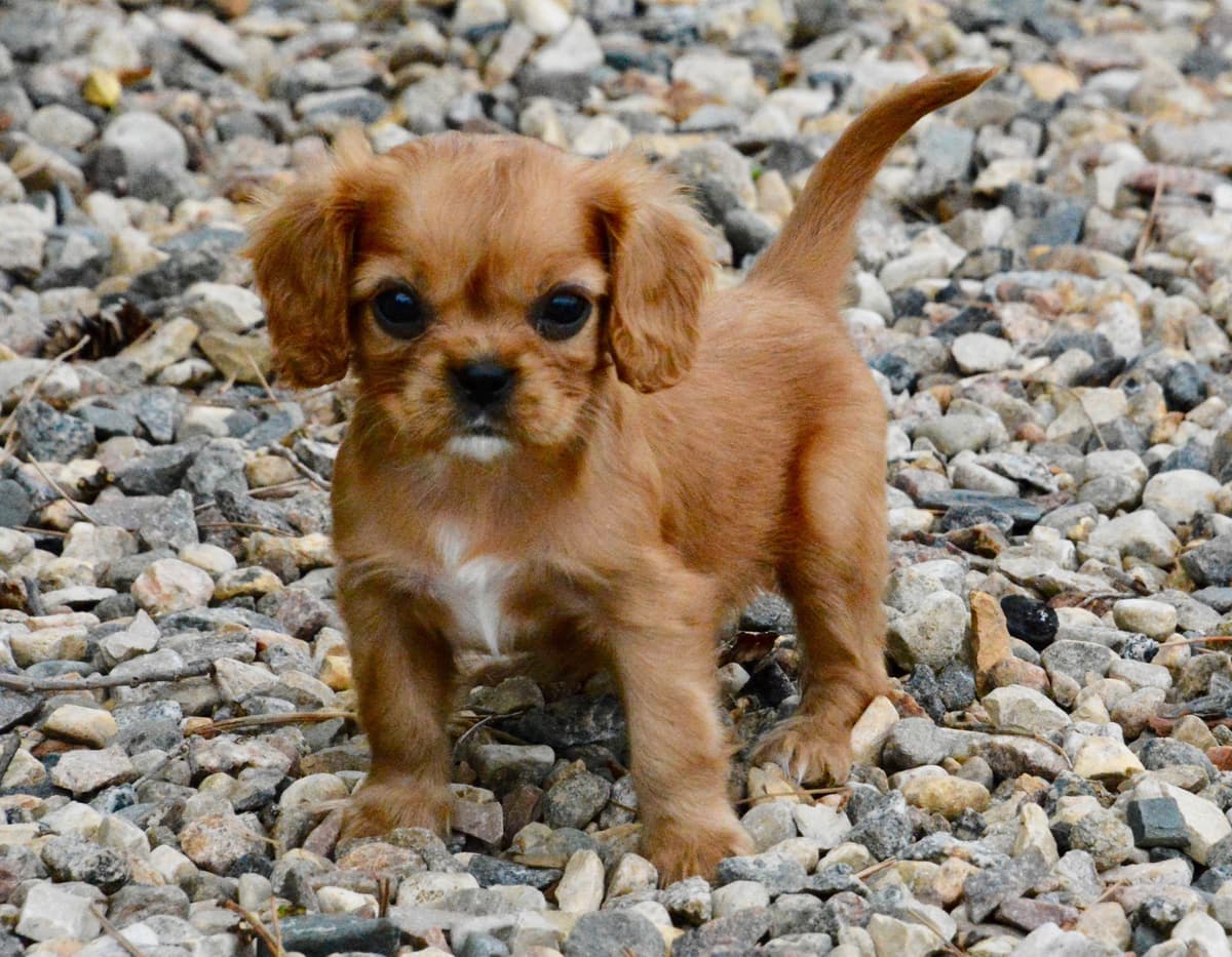 Cavalier King Charles Spaniel Puppies breeder image 10