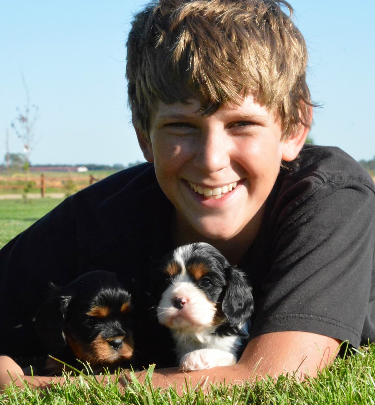 Cavalier King Charles Spaniel Puppies breeder image 9