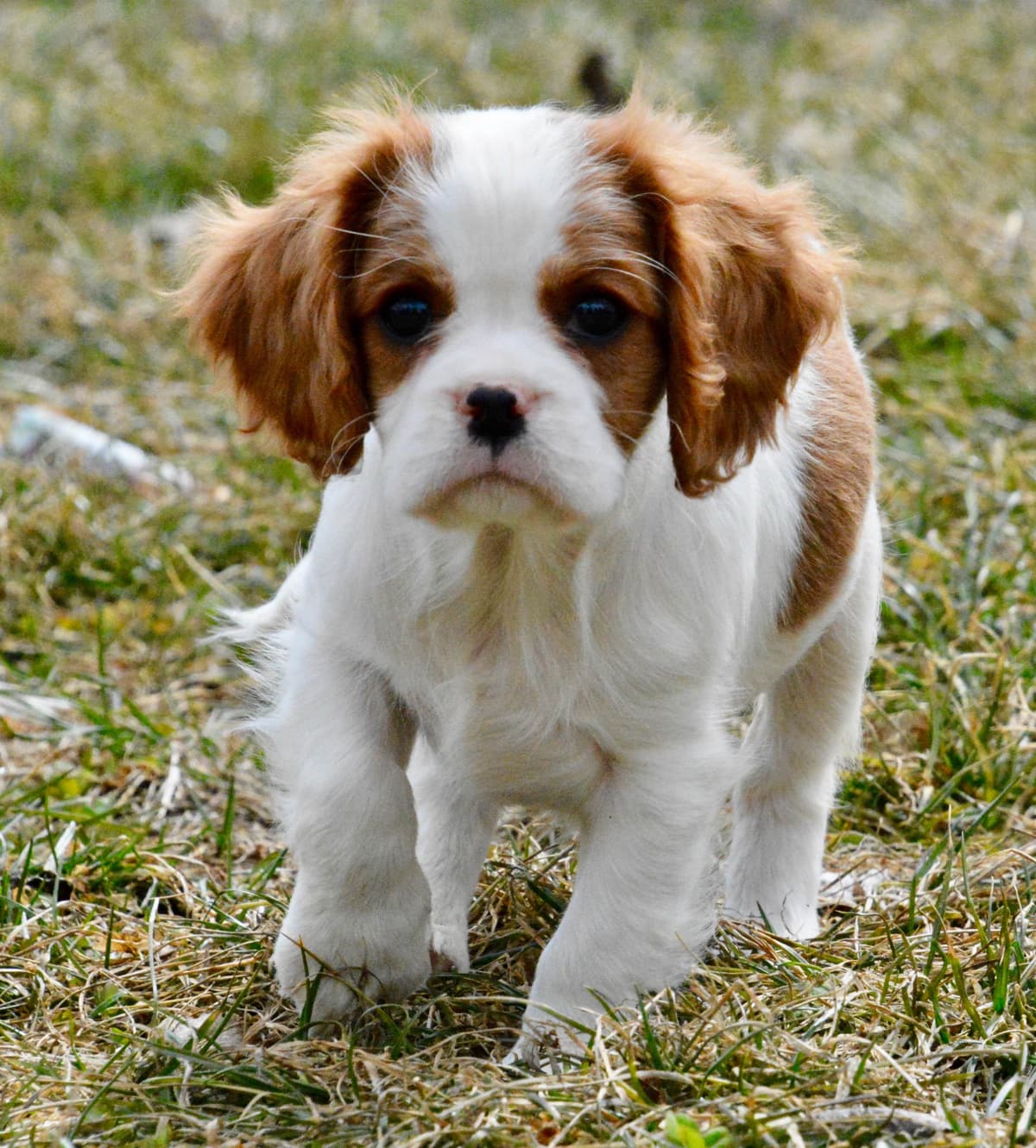 Cavalier King Charles Spaniel Puppies breeder image 11
