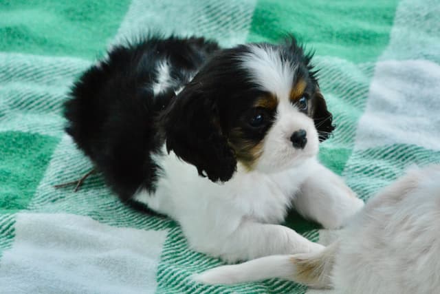 Cavalier King Charles Spaniel Puppies media 3