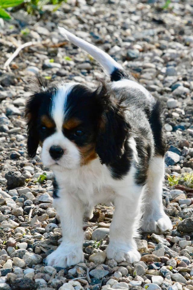 Cavalier King Charles Spaniel Puppies media 4