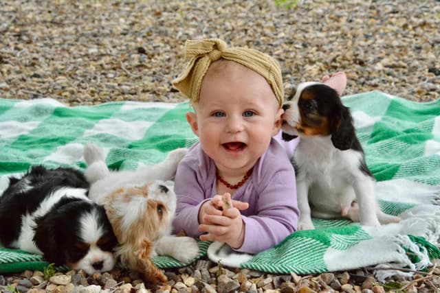 Cavalier King Charles Spaniel Puppies media 5
