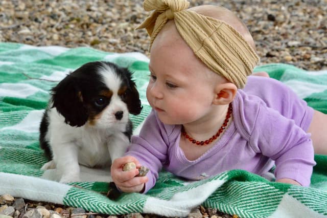 Cavalier King Charles Spaniel Puppies media 7
