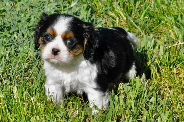 Cavalier King Charles Spaniel Puppies media 6
