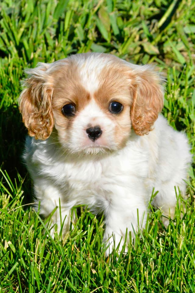Cavalier King Charles Spaniel Puppies media 9