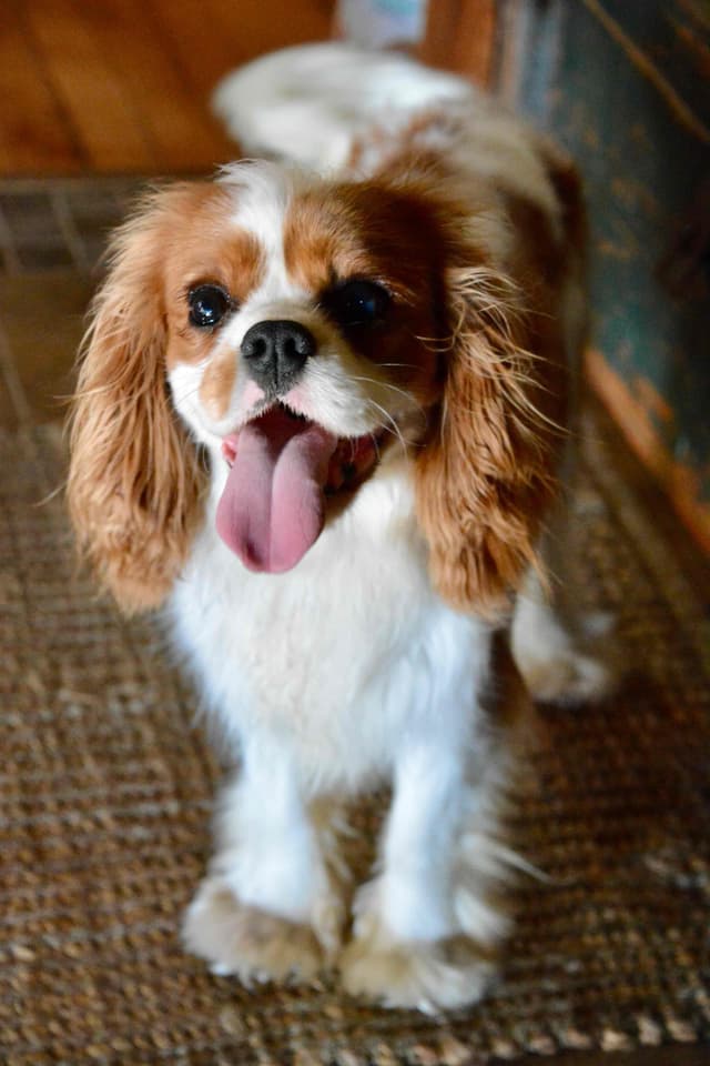 Cavalier King Charles Spaniel Puppies media 10