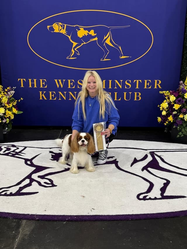 Cavalier King Charles Spaniel Puppies media 11