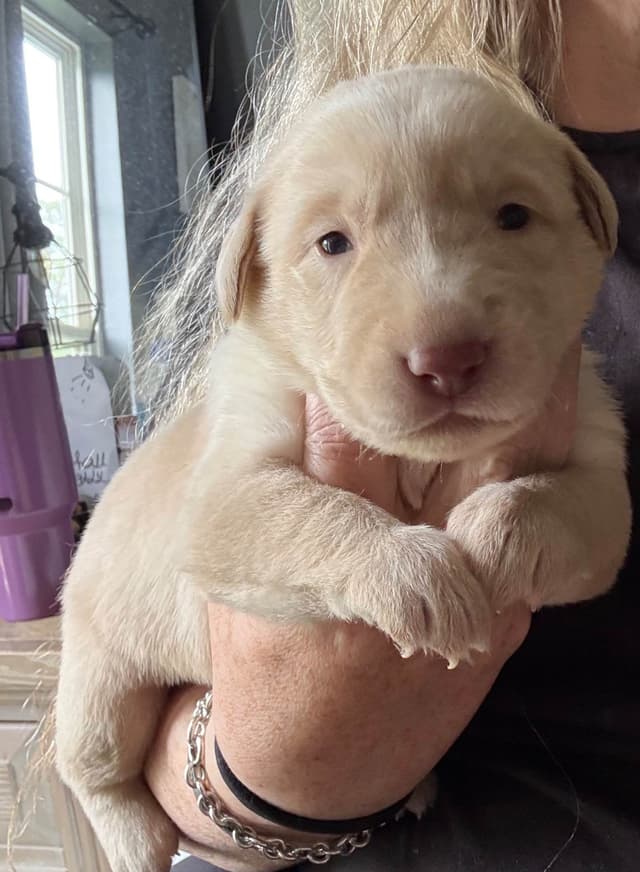 Labrador Retriever Puppies media 2