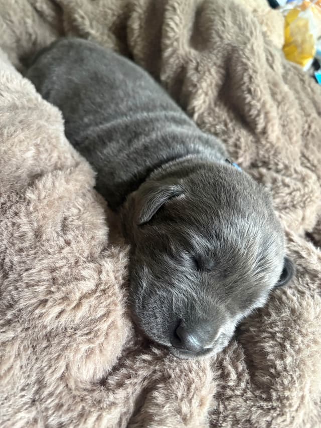 Labrador Retriever Puppies media 5
