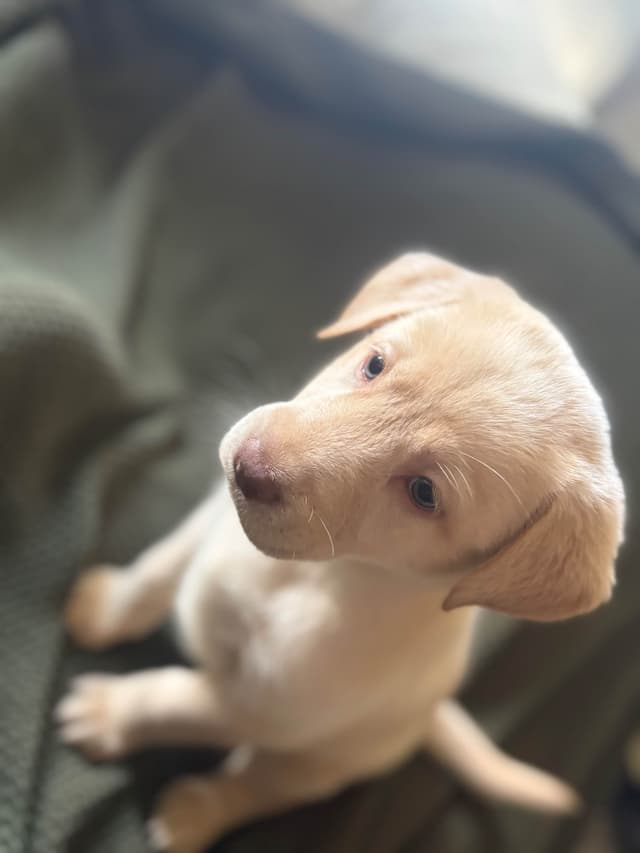 Labrador Retriever Puppies media 6