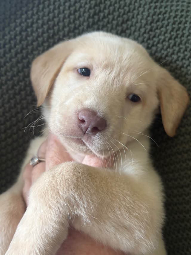 Labrador Retriever Puppies media 7