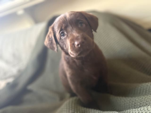 Labrador Retriever Puppies media 8