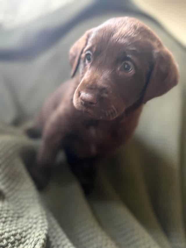 Labrador Retriever Puppies media 10