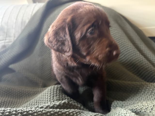 Labrador Retriever Puppies media 9