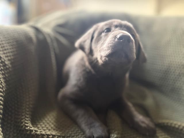 Labrador Retriever Puppies media 11