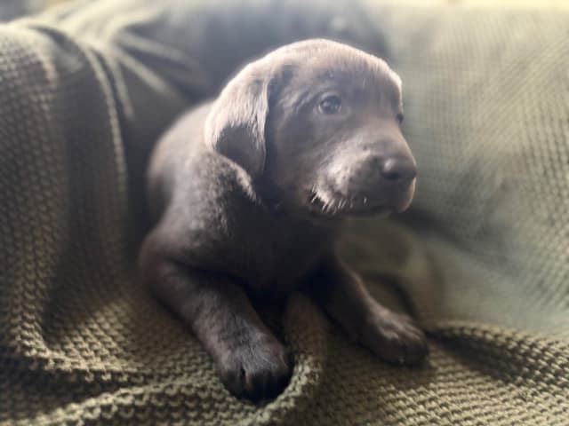 Labrador Retriever Puppies media 12
