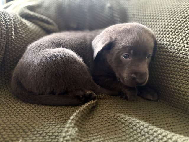 Labrador Retriever Puppies media 13