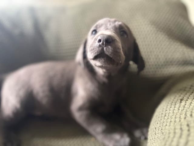 Labrador Retriever Puppies media 16
