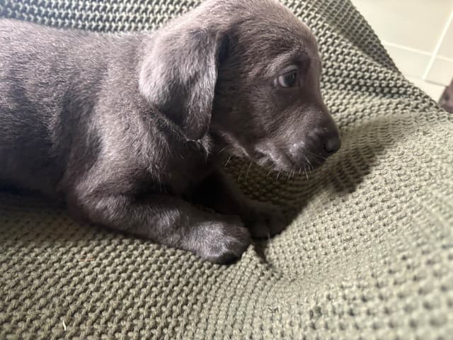 Labrador Retriever Puppies media 15