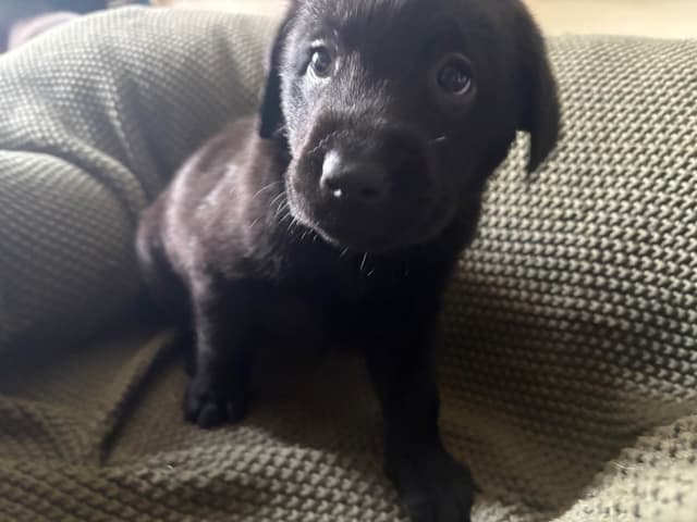 Labrador Retriever Puppies media 17