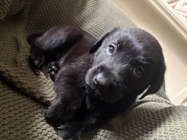 Labrador Retriever Puppies media 19