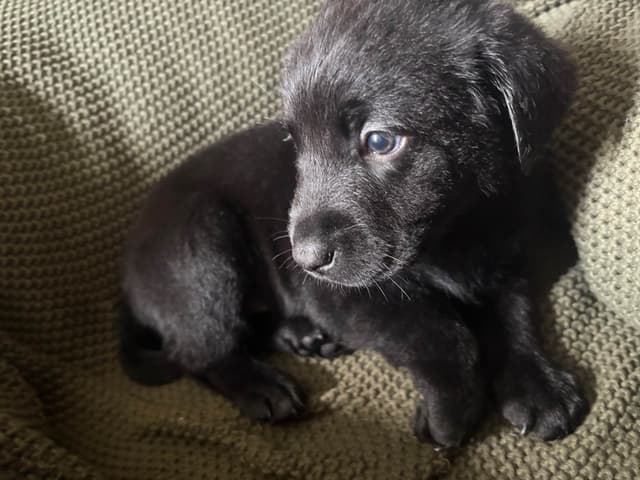 Labrador Retriever Puppies media 20