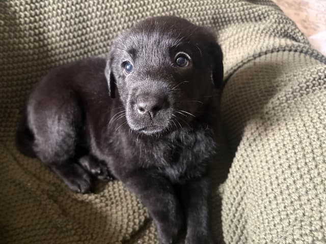 Labrador Retriever Puppies media 21