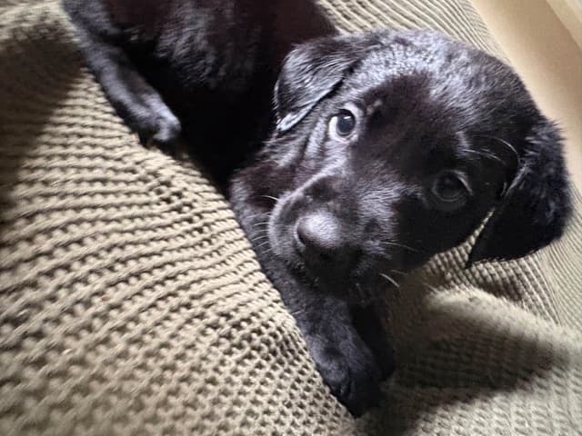 Labrador Retriever Puppies media 23