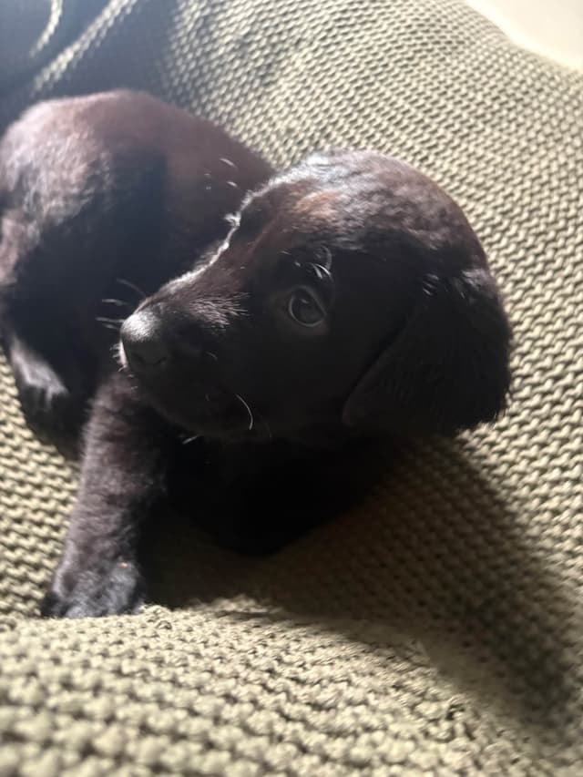 Labrador Retriever Puppies media 25