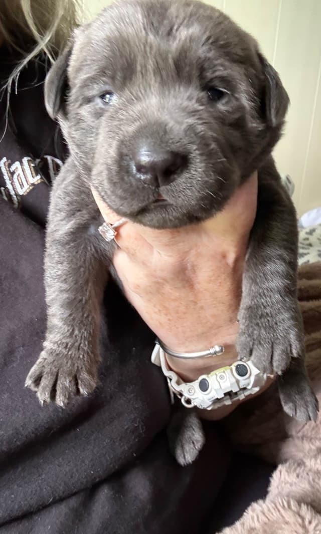 Labrador Retriever Puppies media 24